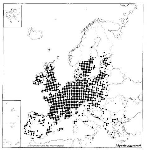 Myotis