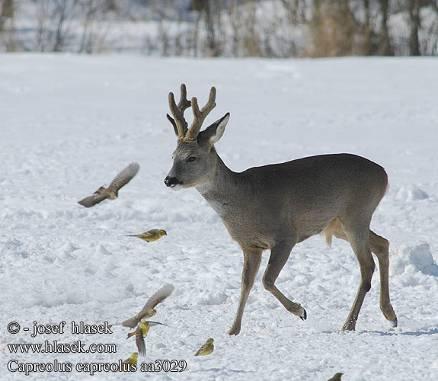 Capreolus capreolus