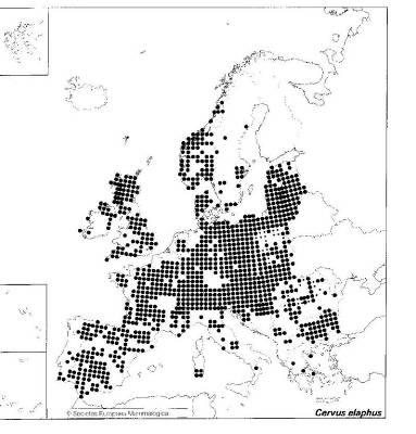 Cervus elaphus Linnaeus, 1758 -