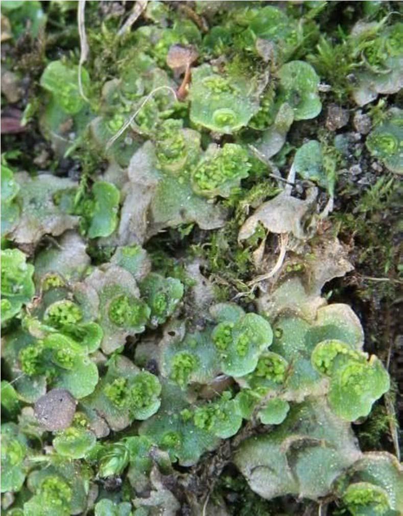 Lunularia