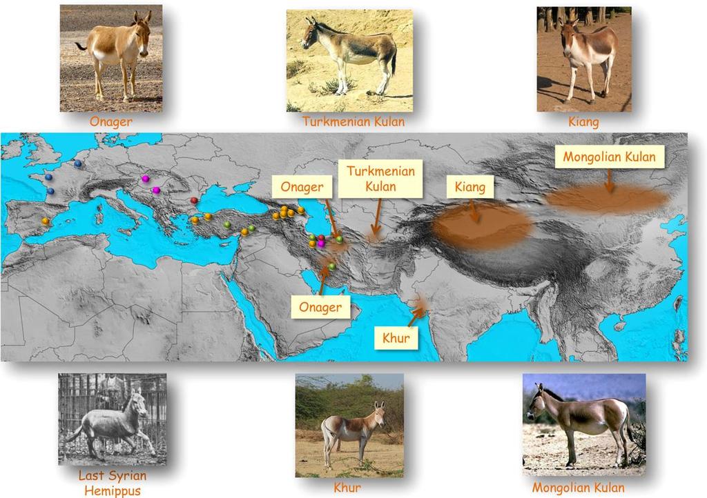 4.2.3. Osli (Equus hemionus, Equus asinus, Equus africanus) Obr. 1 Nynější geografické rozšíření osla asijského.