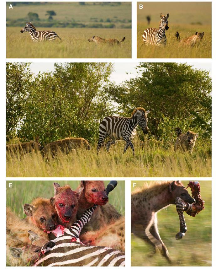 Obr. 2b Moderní africké hyeny skvrnité při lovu.