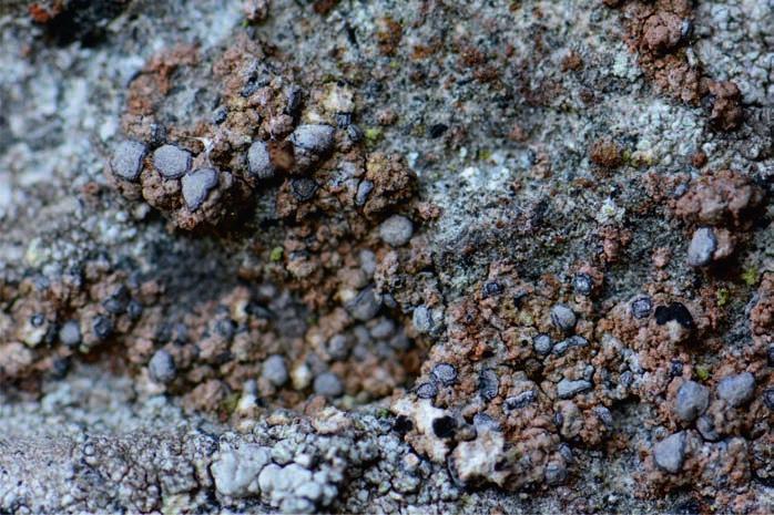 Obr. 3. V ČR vzácný saxikolní lišejník papršlice Lecanactis dilleniana. Foto J. Malíček Fig. 3. Lecanactis dilleniana a rare lichen in the Czech Republic.