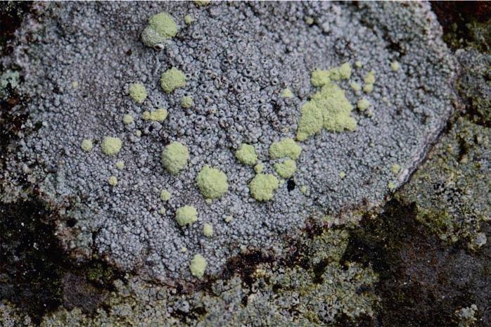 Sorediózní forma misničky cenisské (Lecanora cenisia) byla nalezena na mírně převislých a zastíněných skalách pod