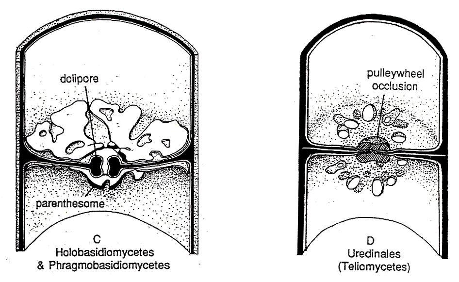 SACCHAROMYCETES