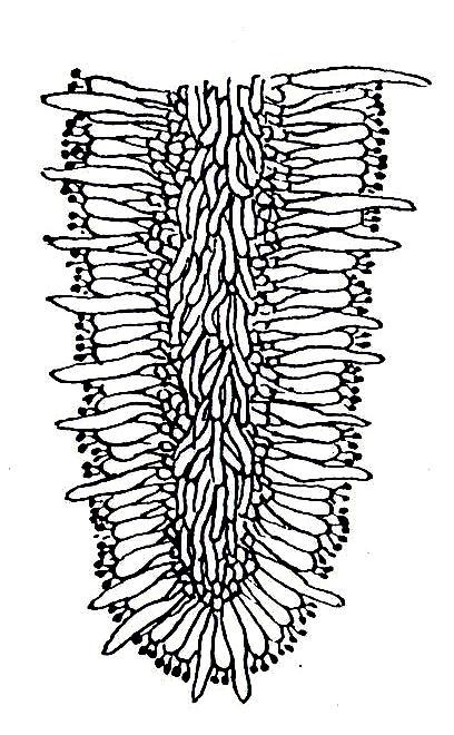 Plodnice: hymenium (výtrusorodá vrstva), subhymenium a trama (sterilní