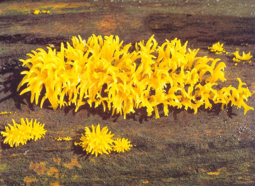 Calocera cornea krásnorůžek