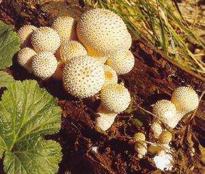 Lycoperdon perlatum pýchavka obecná Hojně, většinou ve