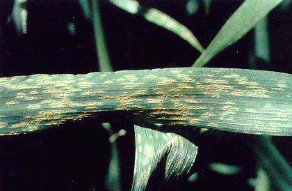 Puccinia corornata rez