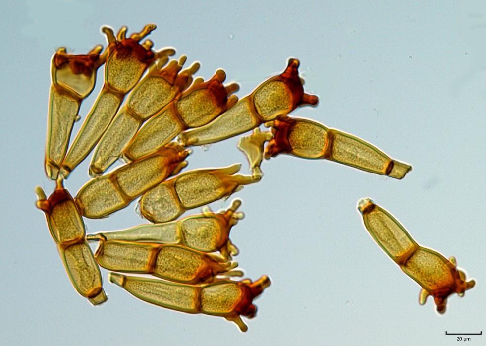 Puccinia corornata - rez ovesná,