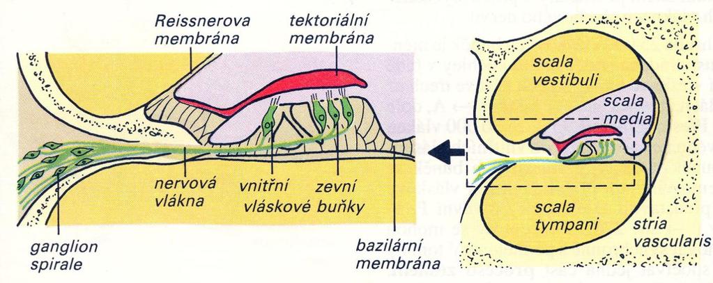 Hlemýžď (kochlea) Kostěný kanálek ve tvaru hlemýždě: Vyplněný endolymfou obklopen dvěma prostory s perilymfou vibrace oválného okénka