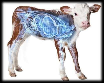 PASIVNÍ IMUNITA TELAT přijetí již hotových protilátek z mleziva, ochrana telete 2 až 5 týdnů (doba závisí na množství přijatých protilátek z mleziva), tvorba vlastních Ig od 2.