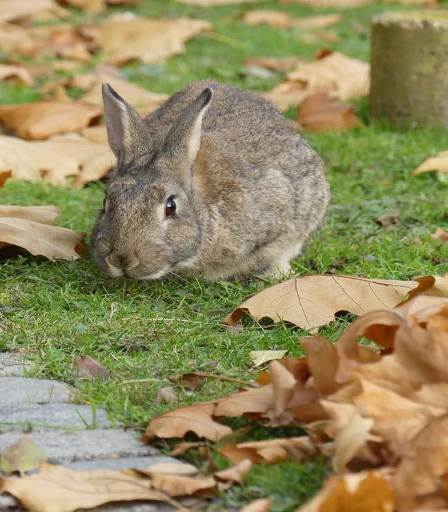 Z činnosti záchranné stanice AVES Záchranná stanice AVES Kladno je v provozu již 17 let.