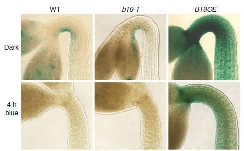 16 Exprese ProDR5:GUS abcb19 mutant ABCB19-overexpressed CRY1 phyb ABCB19 [Auxin]