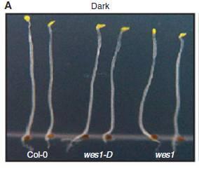 20 WES1 kóduje auxin-konjugační enzym (inaktivuje auxiny) a tím redukuje prodlužování hypokotylu regulované phyb Světlo WES-over-expressing mutant wes1-d