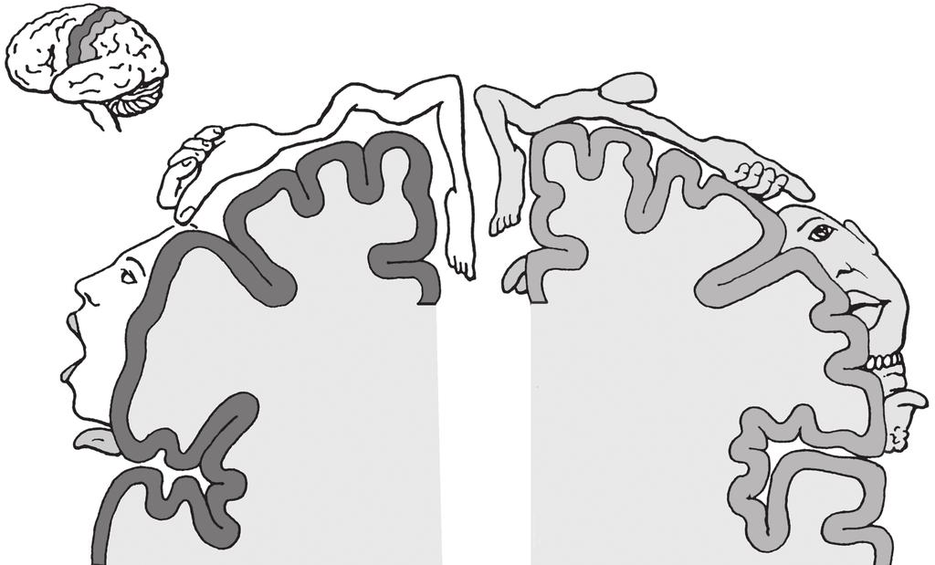 18 Základy neurologie prefrontální kortex corpus callosum gyrus cinguli fornix thalamus sulcus centralis glandula pinealis colliculi superiores et inferiores fissura parietooccipitalis frontální pól