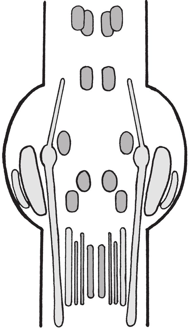 43 6. HLAVOVÉ NERVY Anatomicky patří hlavové nervy k perifernímu nervovému systému, s výjimkou n. opticus a n. olfactorius.