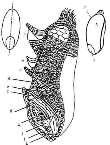 4 SLOŽENÍ ZRN, VLOČEK 4.1 Anatomická stavba Všechny obilky jsou složeny z endospermu, klíčku a obalových vrstev (Obr. 14).