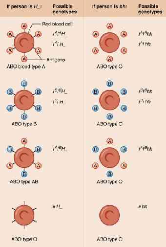 H a AB0 jako recesívní epistáze Homozygocie alel jednoho genu postihuje expresi genu druhého. Gen H je epistatický genu AB0.