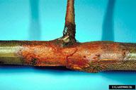 Cryphonectria parasitica (Murrill) Barr Cryphonectria parasitica je původcem rakoviny kůry kaštanovníku. Houba způsobuje odumírání kambia hostitelských rostlin.
