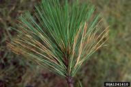 Mycosphaerella pini E. Rostrup Mycosphaerella pini, původce červené sypavky borovice, je houba, která napadá různé druhy borovic, zejména borovici černou (Pinus nigra).