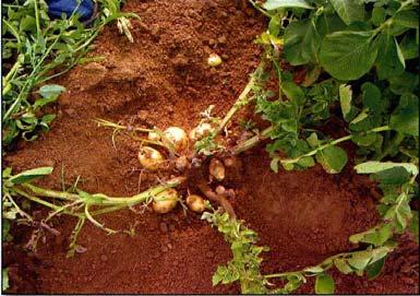 Potato stolbur phytoplasma Potato stolbur phytoplasma napadá především rostliny z čeledi lilkovitých.