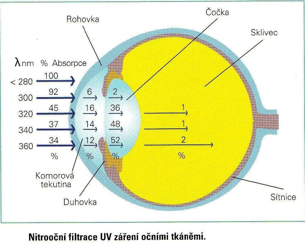 1.1 Vliv UV záření na oko Většina lidí ví, že UV záření způsobuje kožní problémy a rakovinu kůže, proto kůži chrání pomocí speciálních krémů, které prodlužují dobu pobytu na slunci bez poškození kůže.