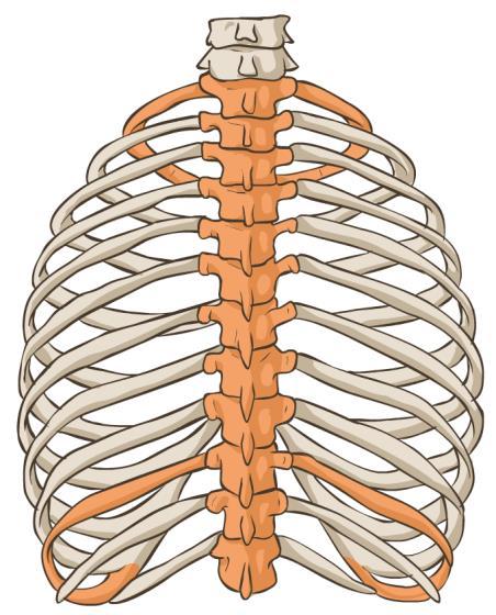 8. Převeďte do plurálu: arteria coronaria incisura mandibulae fibula et tibia spina scapulae 9.