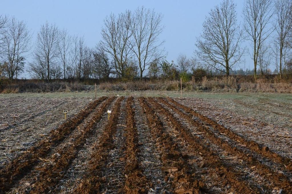 Varianty technologie strip till Podzimní strip till zpracování půdy po sklizni kukuřice v podmínkách velkého množství rostlinných zbytků na povrchu