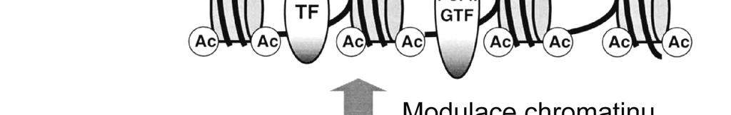 Dva mechanismy zastavení transkripce metylací cytosinu 1. přímé znemožnění vazby transkripčních faktorů citlivých k metylaci na cílové místo DNA (např.