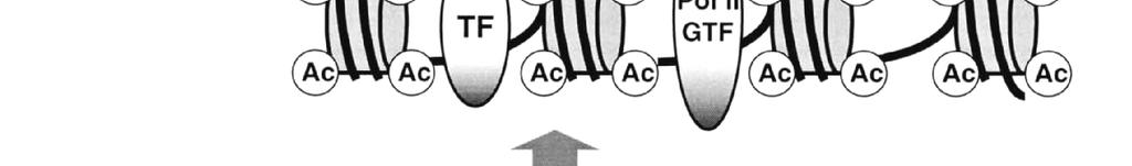 faktorů k DNA spjaty s transkripčně aktivním chromatinem