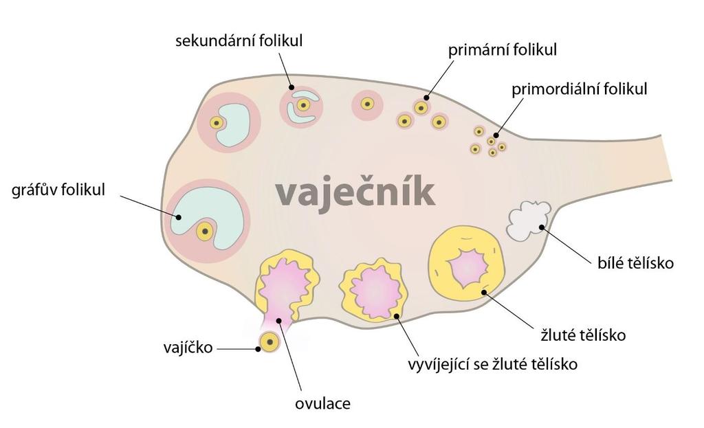 Folikulární buňky vajíčko chrání, vyživují a jsou zdrojem estrogenů. Asi 14. den menstruačního cyklu dochází k ovulaci, tzn. že vyzrálý folikul (tzv.