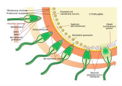 Obrázek č. 6 Akrozomální reakce [19].