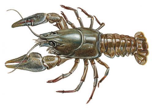 Pancrustacea: