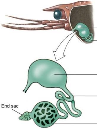 EKTODERM