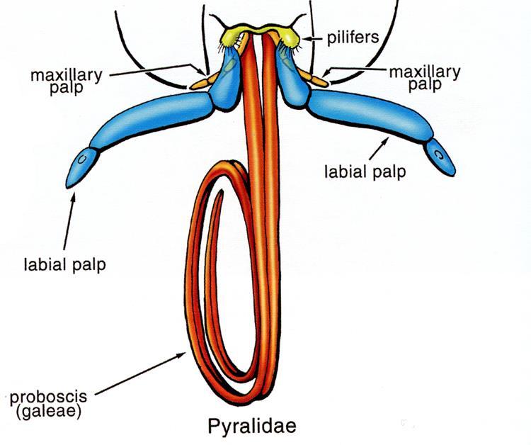 (proboscis) Labium