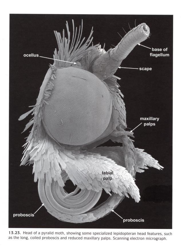 galeae