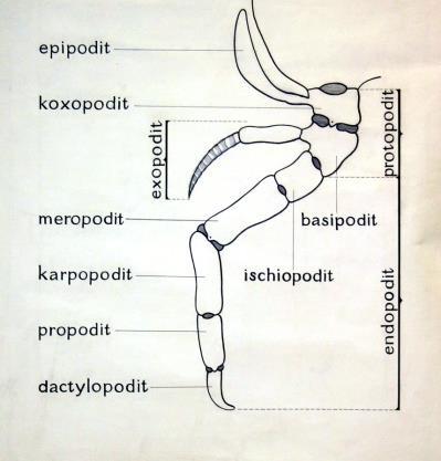 Korýši: rak hruď hmyz Stehno (femur) Holeň (tibia) maxillipedy