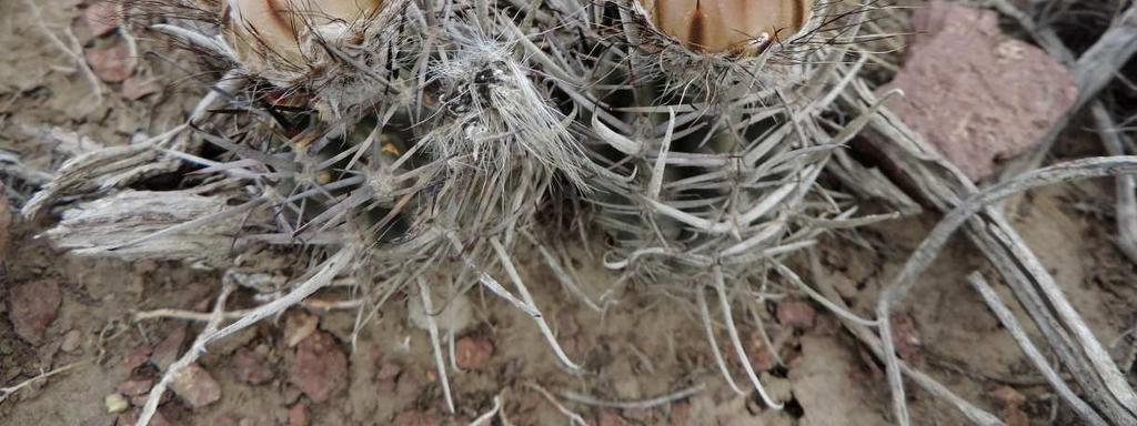 Pěkné místečko s pěti druhy kaktusů: Austrocactus patagonicus, Maihuenia patagonica, Pterocactus hickenii a australis, Maihueniopsis darwinii. Pterocactus australis kvetl, Maihuenia s růžovým květem.