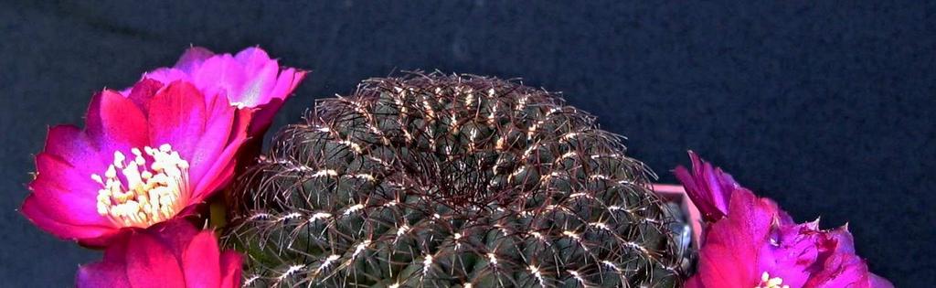 Sulcorebutia