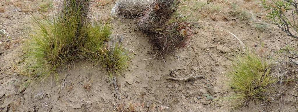 Zastavili jsme na lokalitě Austrocactus bertinii, kde jsem byl před léty, bylo jich zde hodně, kvetly růžově až nažloutle.