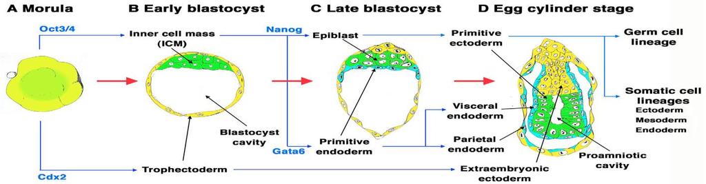 Obrázek 3: Raný zárodečný vývoj myši, převzato z (Hitoshi & Niwa 2007) Vysvětlivky: early blastocyst rané stadium blastocysty, late blastocyst pozdní stadium blastocysty, egg cylinder stage stadium