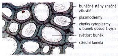 Základní