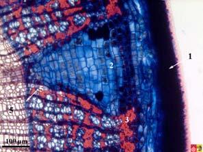 nl/en/virtuallessons/fascicularcambium/ Aristolochia http://www.vcbio.science.ru.