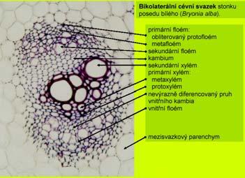 jednoděložnými Jednoděložné x dvouděložné Monocots x dicots