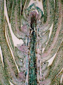 prýt(frons). Morfologicky je stonek tracheofyt rozdělen na nody (uzliny), v nichž se stonek větví a vyrůstají z nich listy a popř. reprodukční orgány, a internodia (články).