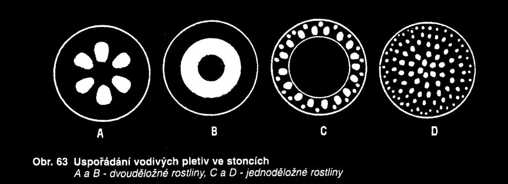 Stélé (z řeckého sloup): specificky uspořádaný soubor vodivých pletiv (cévních svazků) v rostlinném orgánu. V osových orgánech je stélé nejčastěji součástí centrálního cylindru.