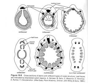 1997: Atlas of Plant