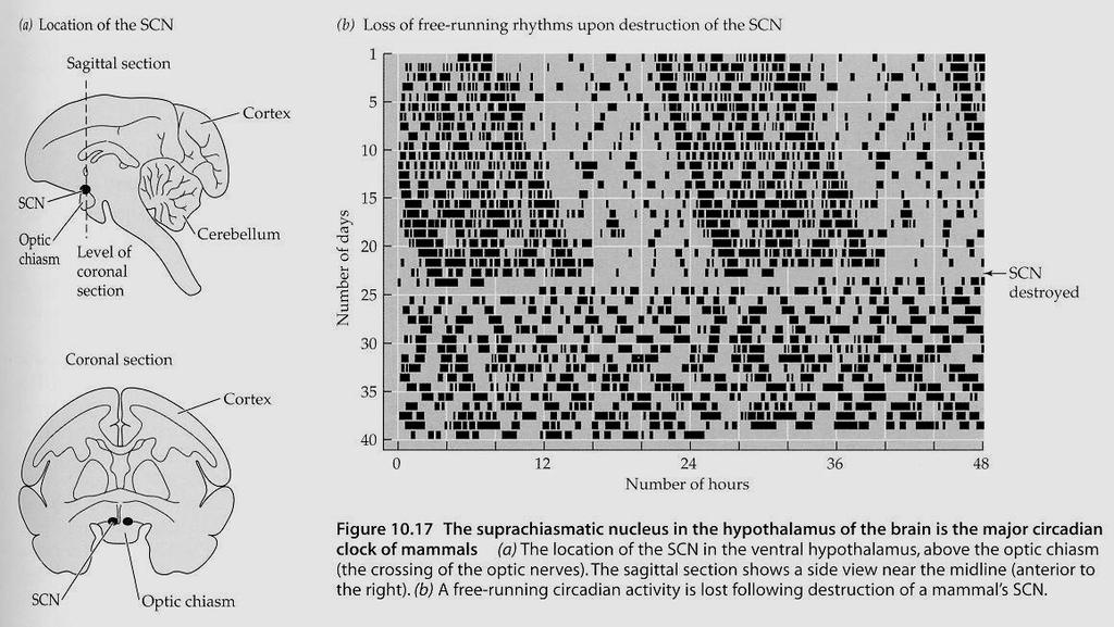 Suprachiasmatické jádro a