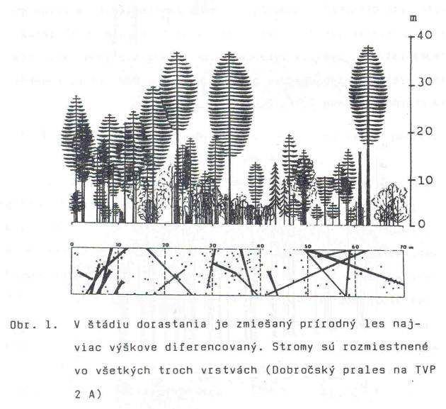 Přírodní les x výběrný les Vertikální struktura je v přírodních lesích vzácná a je vázána na určité vývojové fáze.